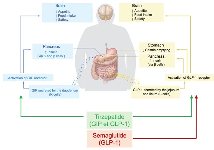 Ozempic® (semaglutide) and Mounjaro™ (tirzepatide), a major ...